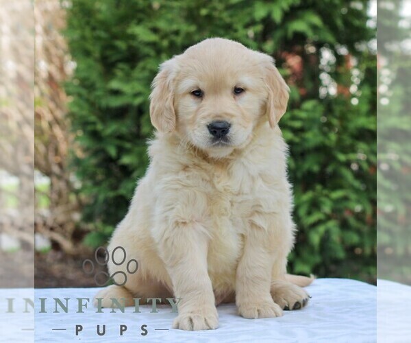 Medium Photo #2 Golden Retriever Puppy For Sale in MANHEIM, PA, USA