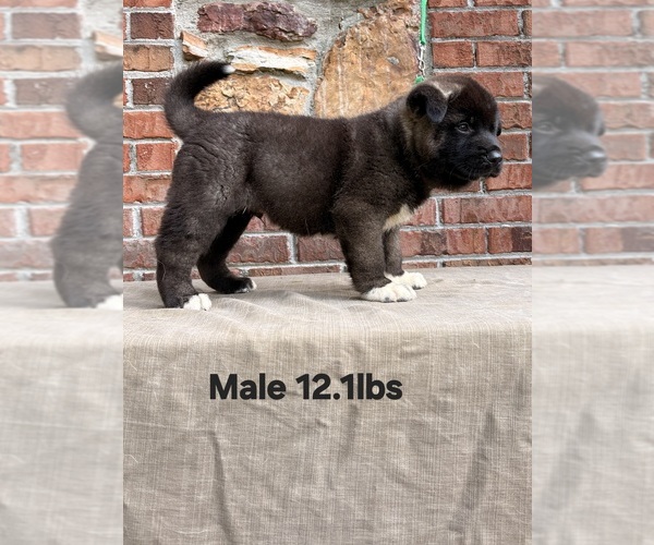 Medium Photo #3 Akita Puppy For Sale in MEM, TN, USA