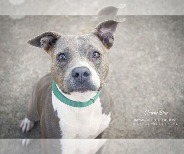 Medium Photo #1 American Pit Bull Terrier-Unknown Mix Puppy For Sale in San Leon, TX, USA