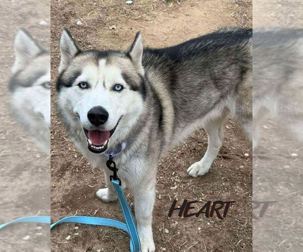 Medium Photo #2 Siberian Husky Puppy For Sale in Severn, MD, USA