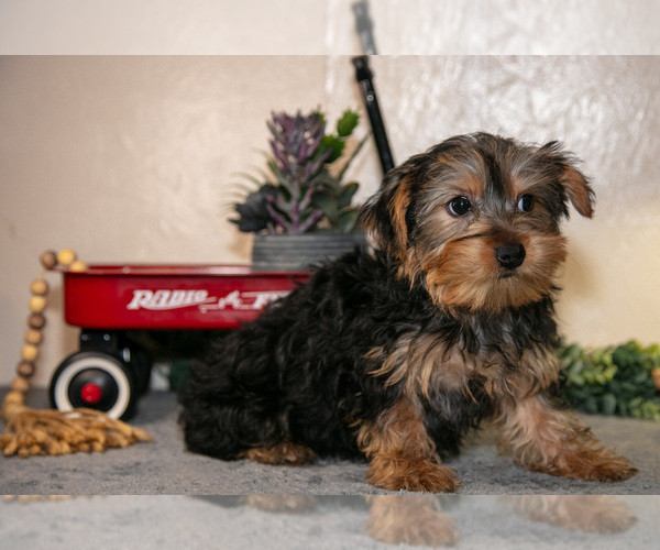 Medium Photo #3 Yorkshire Terrier Puppy For Sale in SHILOH, OH, USA
