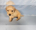Small #7 Golden Retriever