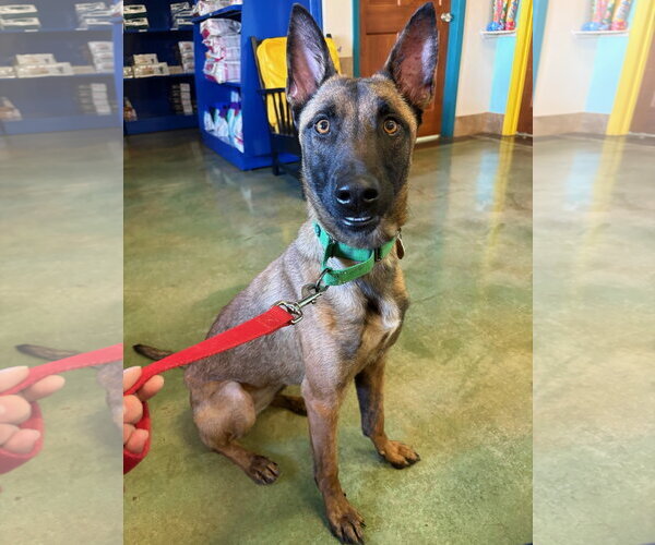 Medium Photo #5 Mutt Puppy For Sale in Stevens Point, WI, USA