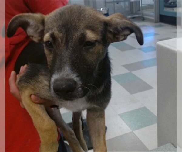 Medium Photo #1 German Shepherd Dog Puppy For Sale in Oklahoma City, OK, USA