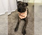Small #11 American Pit Bull Terrier Mix