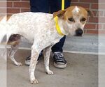 Small #1 Catahoula Leopard Dog Mix