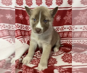Siberian Husky Puppy for sale in DEARBORN, MO, USA