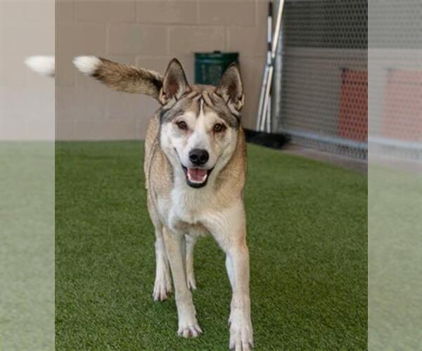 Medium Photo #2 Gerberian Shepsky Puppy For Sale in Baytown, TX, USA