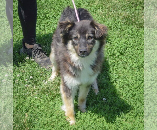 Medium Photo #3 Pomeranian-Unknown Mix Puppy For Sale in Huntley, IL, USA