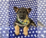 Small Photo #7 German Shepherd Dog Puppy For Sale in NEW PROVIDENCE, PA, USA