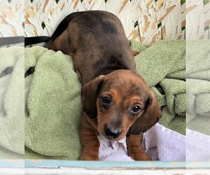 Dachshund Puppy for sale in ROWLEY, MA, USA