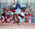Small Photo #62 Chihuahua Puppy For Sale in CHARLESTON, AR, USA