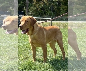 Father of the Labrador Retriever puppies born on 06/11/2025