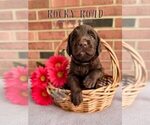 Small Photo #23 Labradoodle Puppy For Sale in ELIZABETH CITY, NC, USA