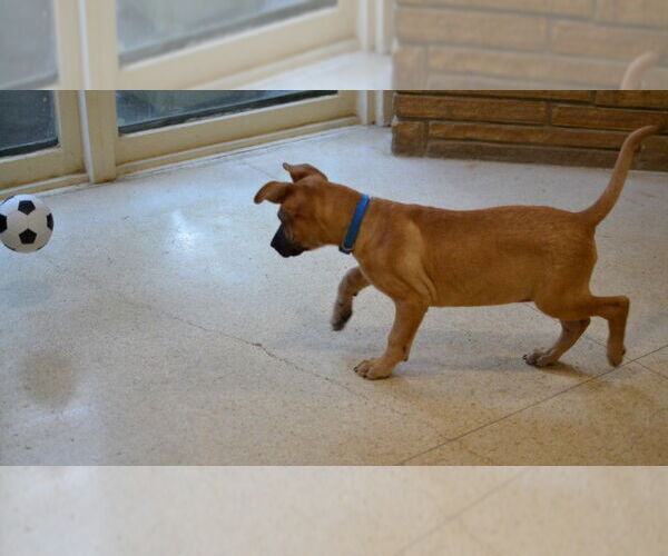 Medium Photo #3 Mutt Puppy For Sale in Enfield, CT, USA