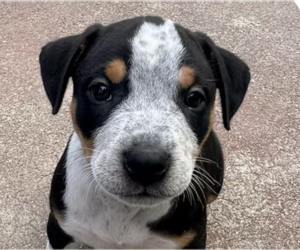 Rottweiler-Unknown Mix Dogs for adoption in San Ramon, CA, USA