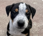 Small Rottweiler Mix