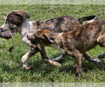Small #2 Catahoula Leopard Dog Mix