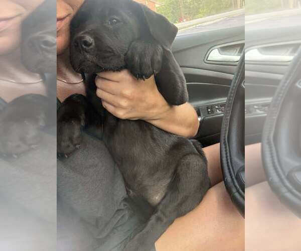 Medium Photo #3 Labrador Retriever-Unknown Mix Puppy For Sale in Aurora, IN, USA
