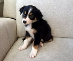 Puppy Miracle Australian Shepherd