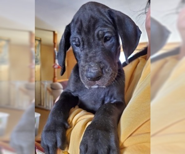 Medium Photo #9 Great Dane Puppy For Sale in BARTLETT, IL, USA