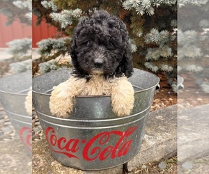 Cockapoo (Toy) Puppy for sale in MIDDLEBURY, IN, USA