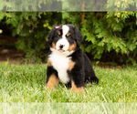 Small Photo #13 Bernese Mountain Dog Puppy For Sale in WOLCOTTVILLE, IN, USA