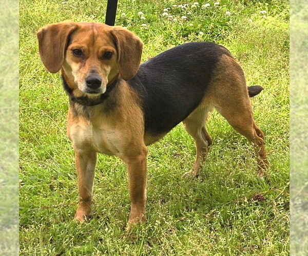 Medium Photo #2 Beagle-Unknown Mix Puppy For Sale in Wetumpka, AL, USA