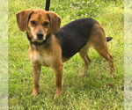 Small #1 Beagle Mix