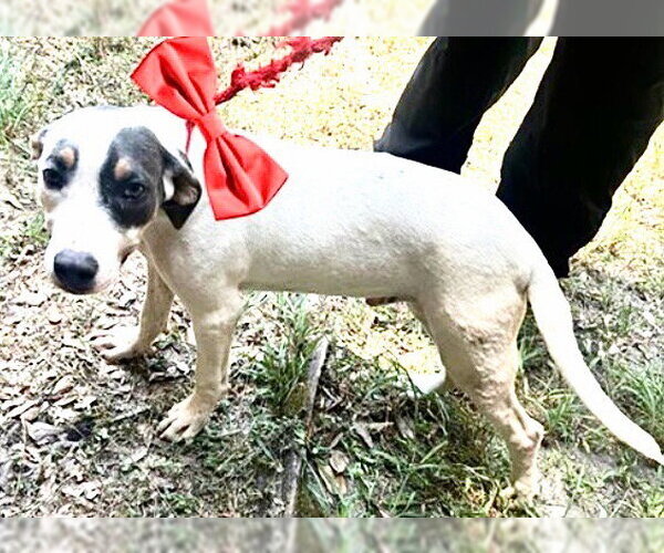 Medium Photo #2 Mutt Puppy For Sale in Houston, TX, USA