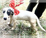 Small #1 Mutt