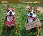 Small #1 American Pit Bull Terrier Mix