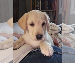 Labrador Retriever Puppy for sale in IOWA FALLS, IA, USA