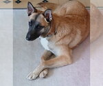 Small #11 German Shepherd Dog Mix