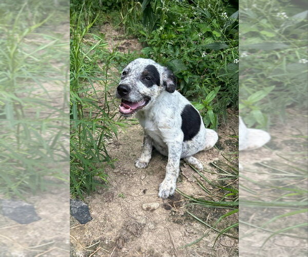 Medium Photo #1 Australian Shepherd-Unknown Mix Puppy For Sale in Aurora, IN, USA