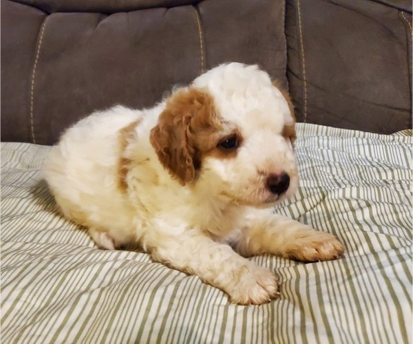 Medium Photo #24 Bernedoodle (Miniature) Puppy For Sale in LEETONIA, OH, USA