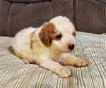 Small #23 Bernedoodle (Miniature)