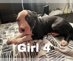 Small Photo #2 American Pit Bull Terrier Puppy For Sale in CHICAGO, IL, USA