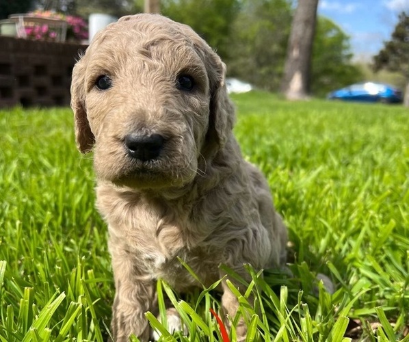 Medium Photo #5 Goldendoodle Puppy For Sale in WEATHERFORD, TX, USA