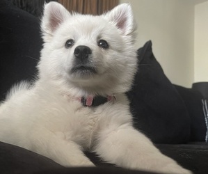 American Eskimo Dog Puppy for sale in CHIPPEWA FALLS, WI, USA