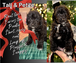 Puppy Purple girl Aussiedoodle