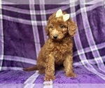 Small #7 Goldendoodle (Miniature)