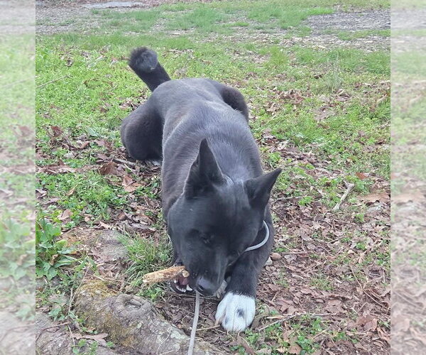Medium Photo #2 Akita-Unknown Mix Puppy For Sale in McDonough, GA, USA