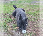 Small #1 Akita Mix