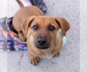 Lego Pup - Robo - Male Chihuahua-Unknown Mix Dog for Adoption - Photo #5