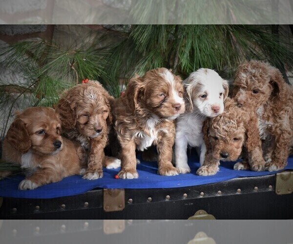 Medium Photo #2 Cocker Spaniel-Poodle (Miniature) Mix Puppy For Sale in MILLERSBURG, PA, USA