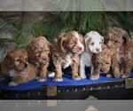 Small Photo #2 Cocker Spaniel-Poodle (Miniature) Mix Puppy For Sale in MILLERSBURG, PA, USA