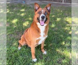 Australian Shepherd-Unknown Mix Dogs for adoption in Modesto, CA, USA
