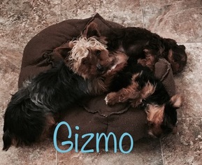 Father of the Yorkshire Terrier puppies born on 09/28/2017