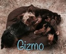 Small Photo #1 Yorkshire Terrier Puppy For Sale in MOSES LAKE, WA, USA